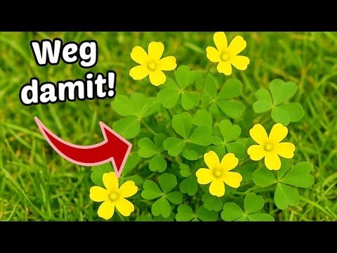 So kannst du Horn-Sauerklee im Rasen dauerhaft entfernen!