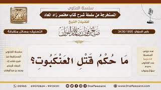 [3436/1895] حكم قتل العنكبوت