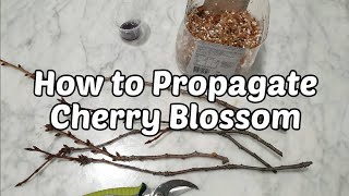 How to Propagate Cherry Blossom Tree | Beginner