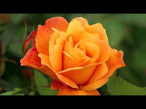 image : Mon amie la rose by Christophe Samson