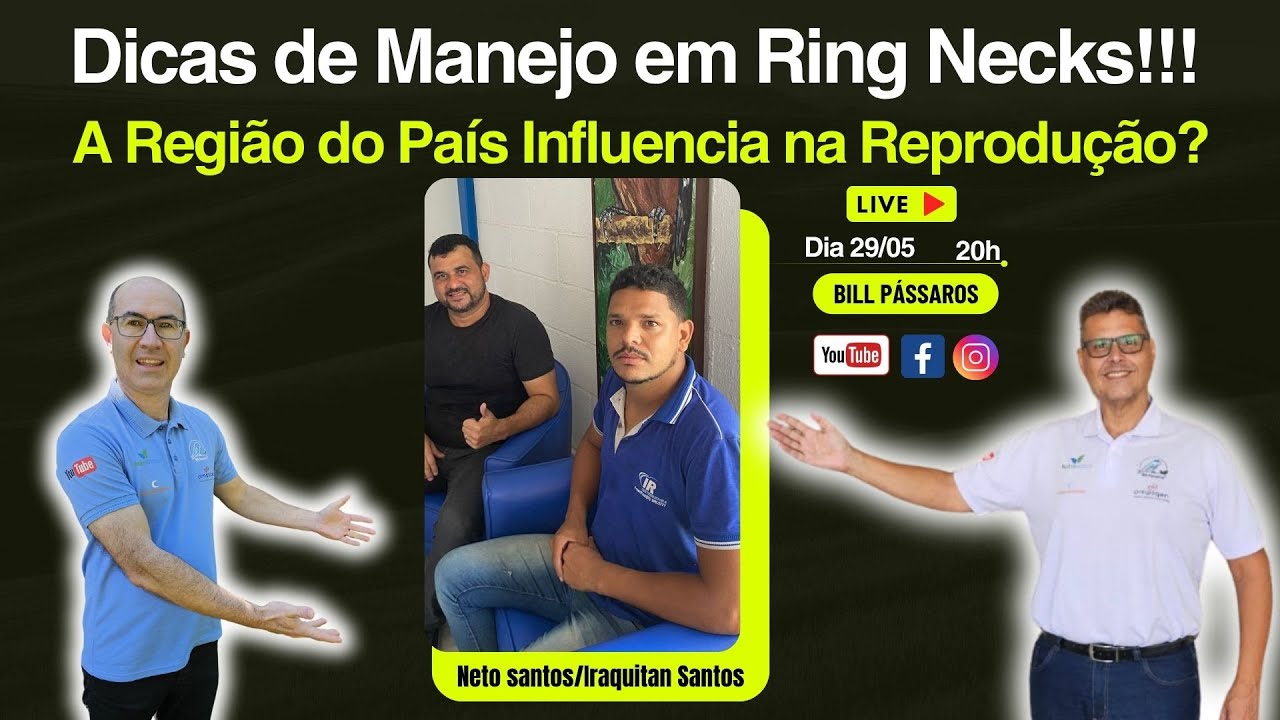 Dicas de Manejo em Ring Necks!!!