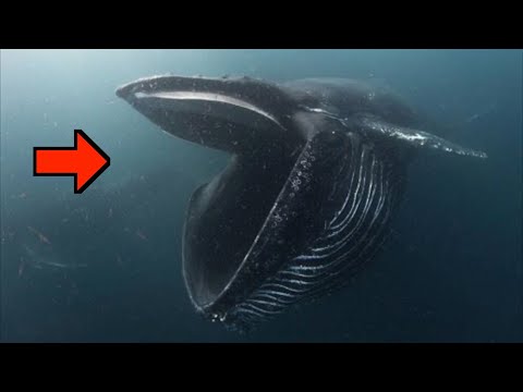 ザトウクジラ:「歌う文化」の拠点を発見