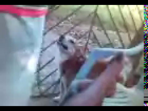 Tomy rocks.#pets #doglover #funny #petlover #dogs