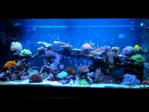 Part 7. The Power head. How to bild a reef tank.