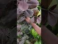 Todas las Variedades de Lechero Africano Synadenium Grantii Hook son Beneficas bien dosificadas