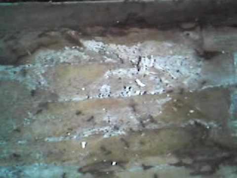 Michael Crusader - Real real Russian-tatarsk pcichologik-terror for my walls!