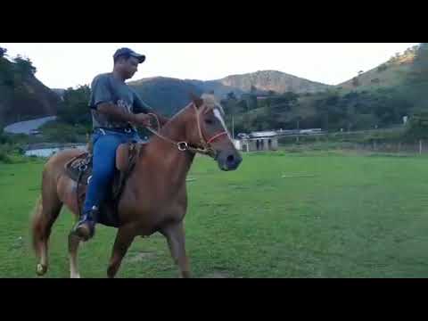 EP-55:Spinando e ladeando  o Cavalo Zaferano.