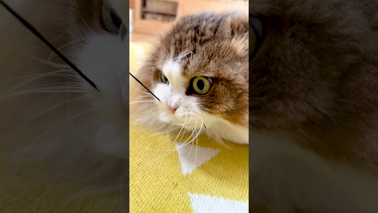 読書の邪魔をする猫 #shorts