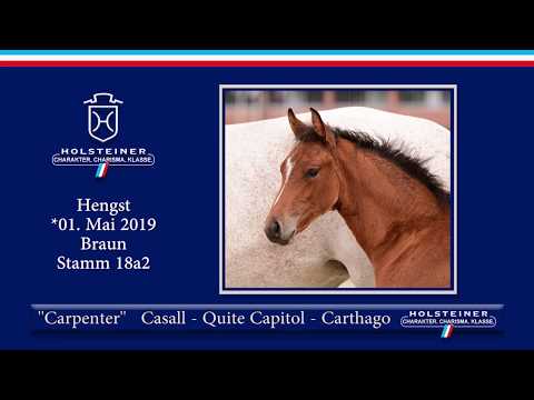 Holsteiner Elite-Fohlenauktion 2019 - Nr. 07 Carpenter v. Quite Capitol