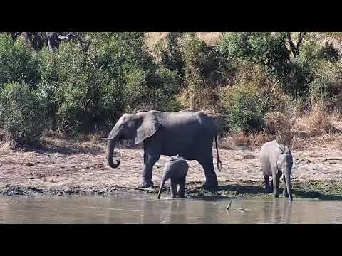 Djuma: Elephants feeding then get quick drink at the dam - 13:43 - 07/01/21