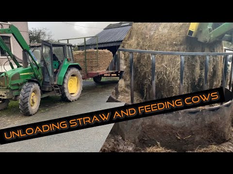 Unloading small straw bales/and feeding the cows a bale