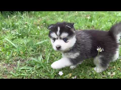 Chiots pomsky qui jouent !!! - Little Wolf Angels Pomsky -