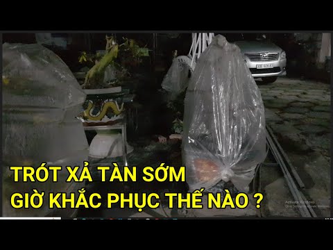 🔴 QBS23361 - CHĂM SÓC CÂY MAI SAU KHI XẢ TÀN | THỜI ĐIỂM XẢ TÀN CHO CÂY MAI VÀNG MIỀN BẮC | MAI VÀNG