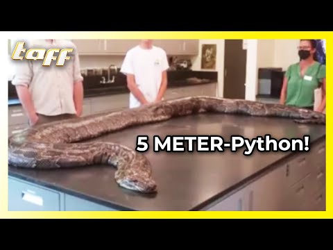 5.5 meters long and 98 kilograms heavy: Giant snake leaves researchers speechless | taff | ProSieben