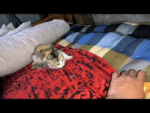 Ani menuti no sabo khogwi tulang thangkha jolimani mar ungkha angle.