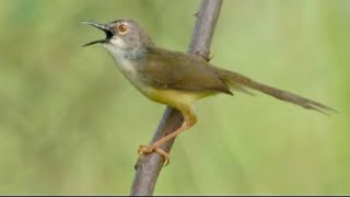 Download lagu Ciblek tebu gacor mp3 Download lagu Ciblek tebu gacor mp3