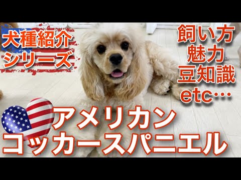 コッカースパニエルの種類