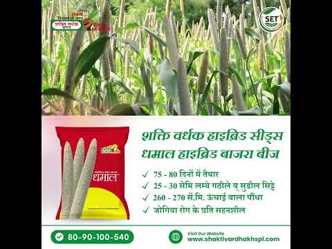 धमाल हाइब्रिड बाजरा बीज 