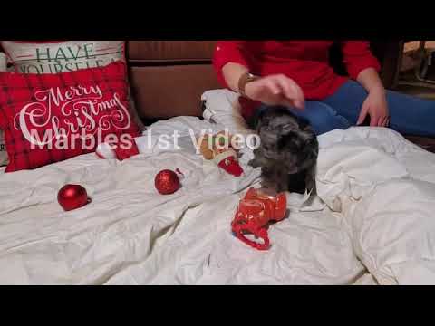Marbles - Cockapoo puppy for sale
