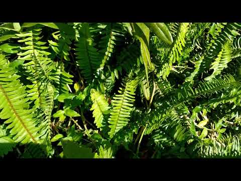 ARACHNIS - Flowering success - Buds & blooms galore