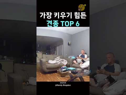 가장 키우기 힘든 견종 TOP 6