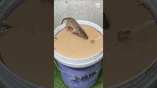 Download lagu Jebakan Tikus Ampuh dari Barang Bekas mp3