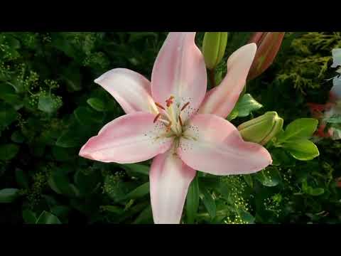 Opwekking 782 Geloofd zij de Heer 1B