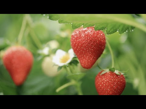 Strawberry (Keumsil)