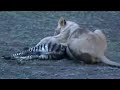 Lions Vs Zebras African Animals BBC Studios