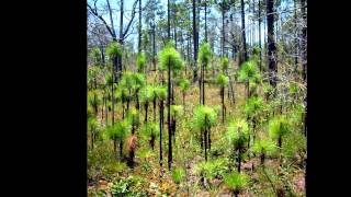 preview picture of video 'Bog Floating and June 2008 Longleaf Pilgrimage with Dr. Means into Blackwater State Forest Eglin AFB'