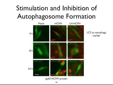 Virology 2013 Lecture #15 - Viral evasion strategies