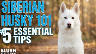 Siberian Husky 101: 5 Essential Tips for Dog Owners