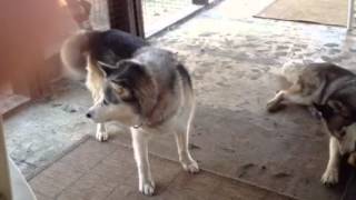 Siberian Husky Jealousy