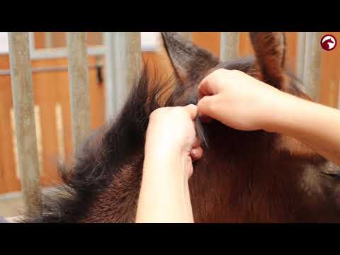 Hengststation Maas J. Hell - 1. Online Fohlenauktion