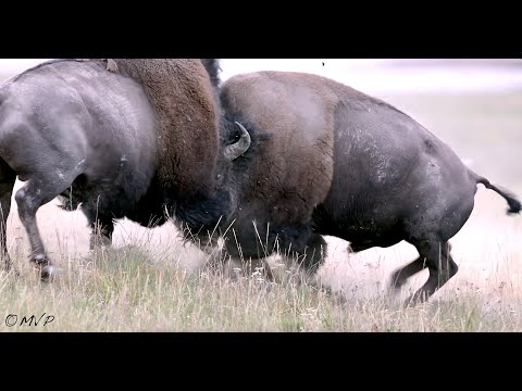 BEST BISON FIGHT 2022 -4K- live sound-Wildlife Photography-Grand Teton Park/Jackson Hole/Yellowstone