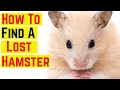 How To Find A Lost Hamster ️ ️
