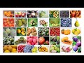 100+ Names of Fruits in English | Fruits Name English Learning | Popular Fruits of the World