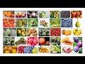 100 Names Of Fruits In English Fruits Name English Learning Popular Fruits Of The World