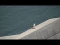A Seagull Does Boom Zoom Air Combat Tactic Into Another