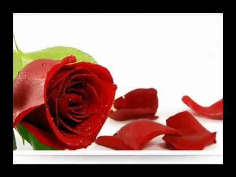 Mẹ vàng úa Sheet - Quỳnh Lan