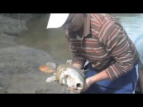 nice carpe - Tunisia