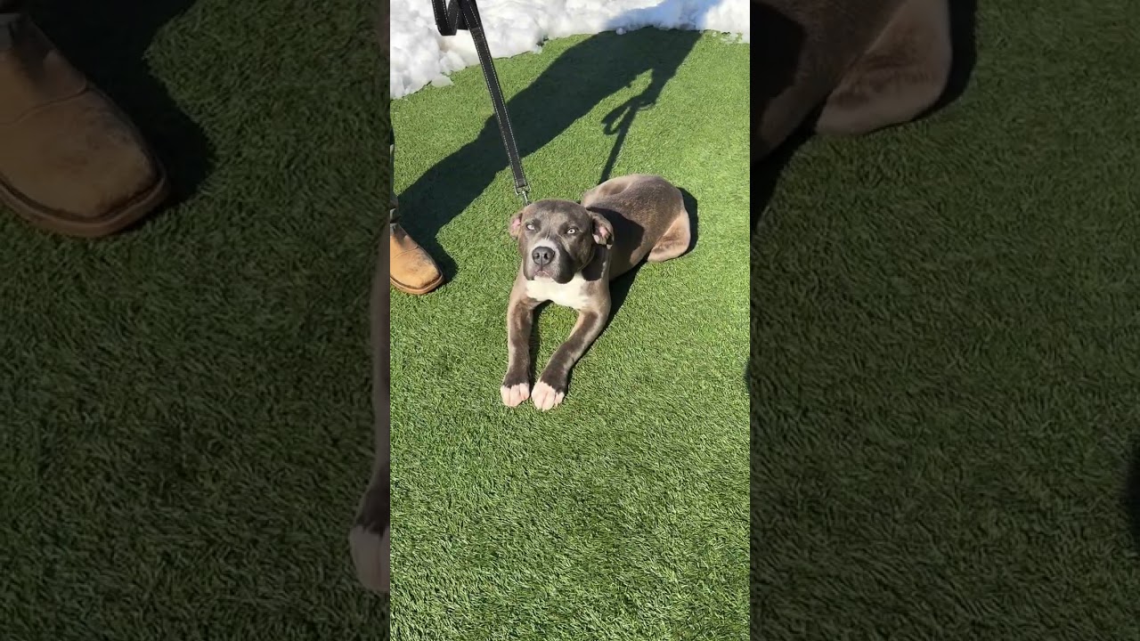 Enlarge Meet Captain KIRK - 5 month old pup, handsome, healthy and partially trained!, an adopted American Staffordshire Terrier in Clifton, NJ video 2/4