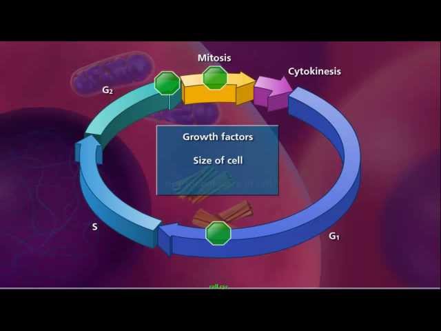 Understanding the Cell Cycle and Mitosis: The Foundation of Life | Magica