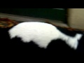 BULL TERRIER WILLIAM CORSA 5 1 2 MONTH Mp4