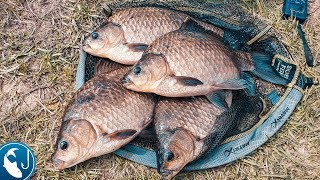 Когда в мае нужно ловить карася
