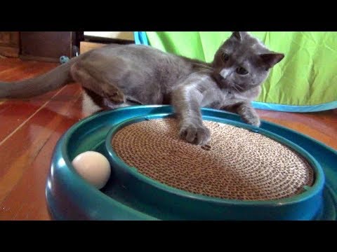 download lagu mp3 mp4 Turbo Cat Toy, download lagu Turbo Cat Toy gratis, unduh video klip Turbo Cat Toy