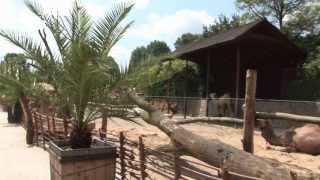 preview picture of video 'Kam vyrazit: Zoo ve Dvoře láká na Afriku jako na dlani'