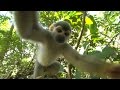 Squirrel Monkey Outtakes