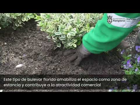 Carlos III estrena imagen con nuevos parterres que convierten los espacios de césped en macizos con flores y arbustos