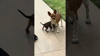 Olha a gatinha que foi adotada pela nossa cachorrinha ! 🐶❤️